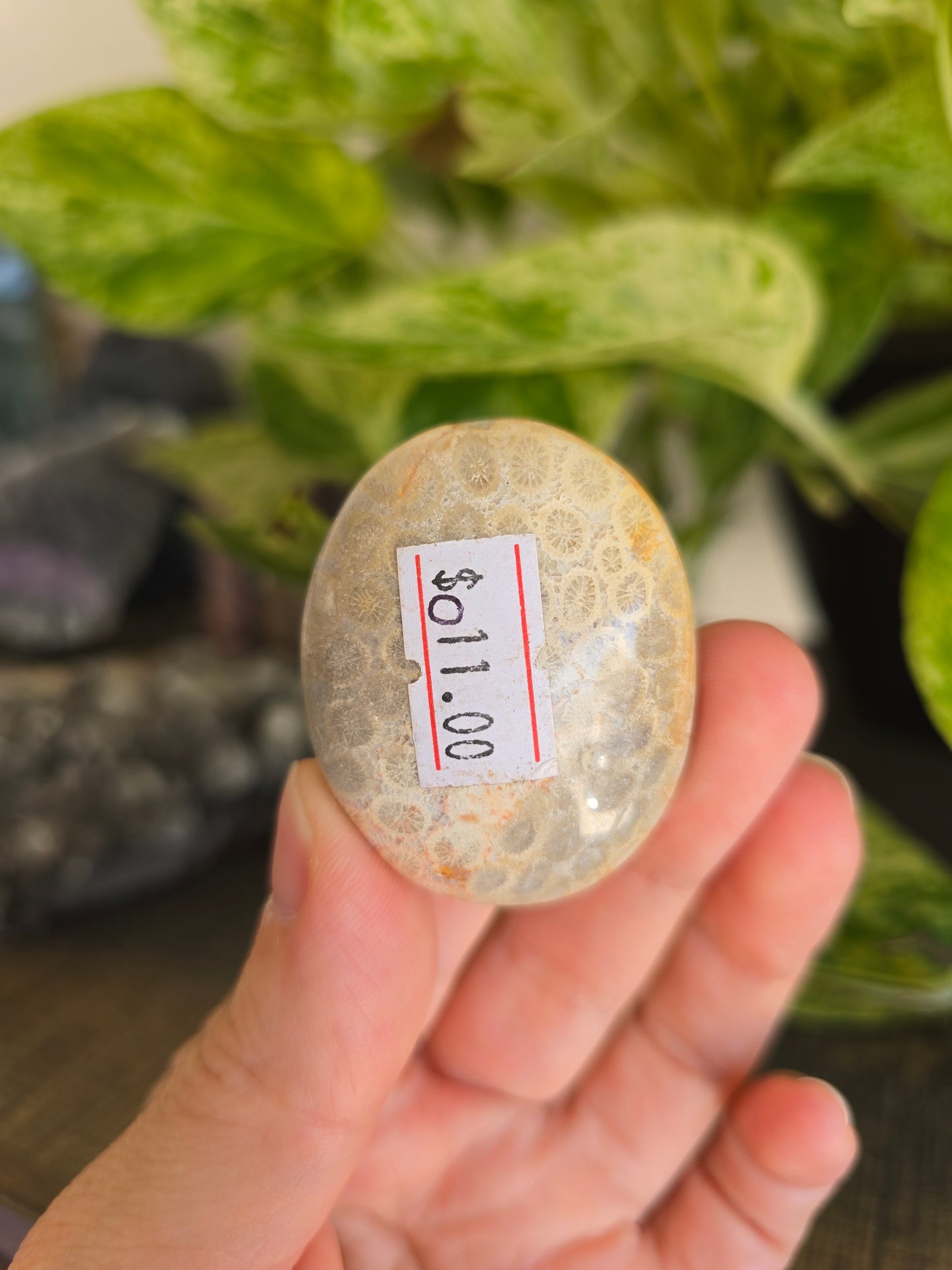 Fossilized Coral Palm Stone