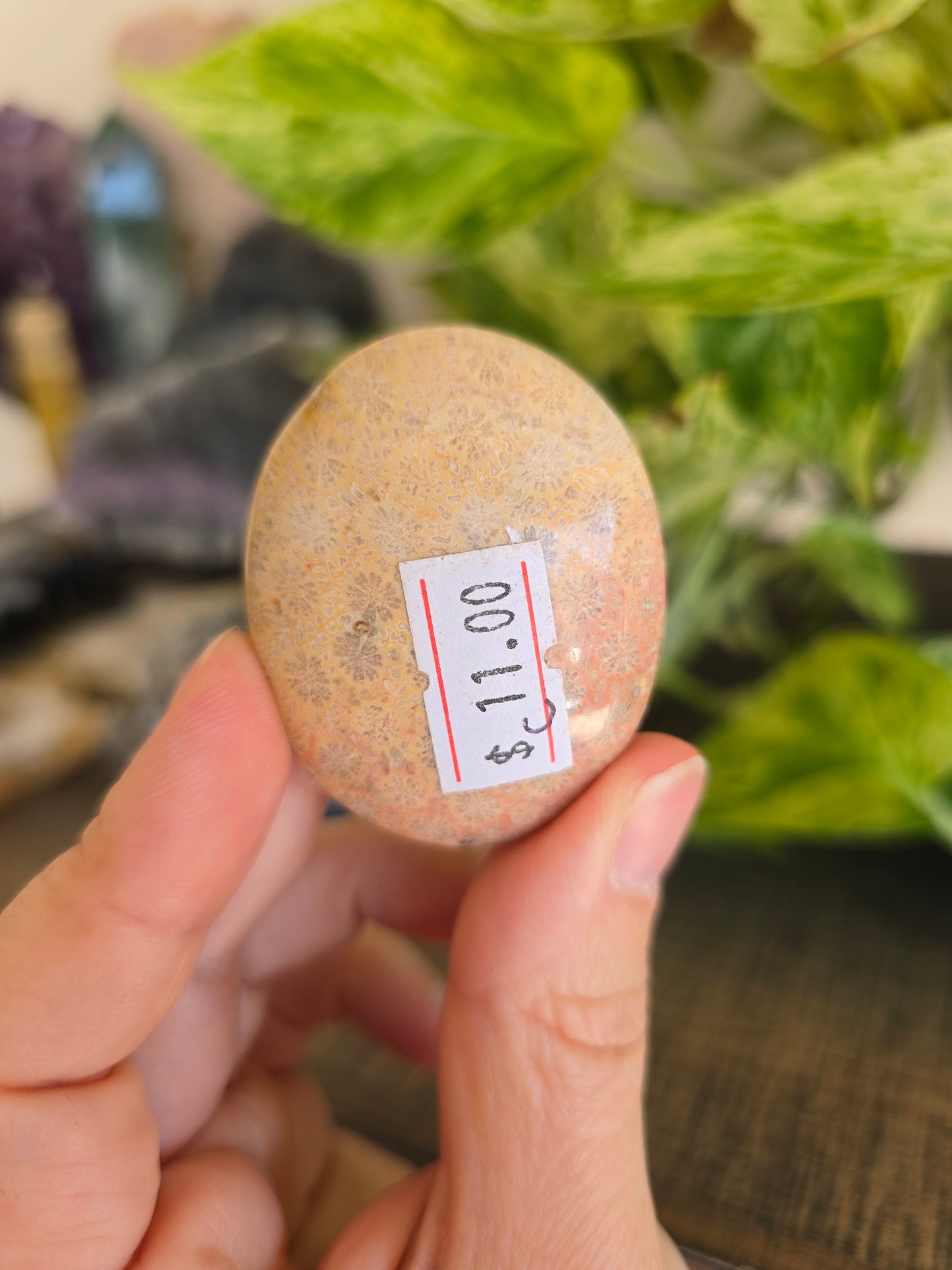 Fossilized Coral Palm Stone