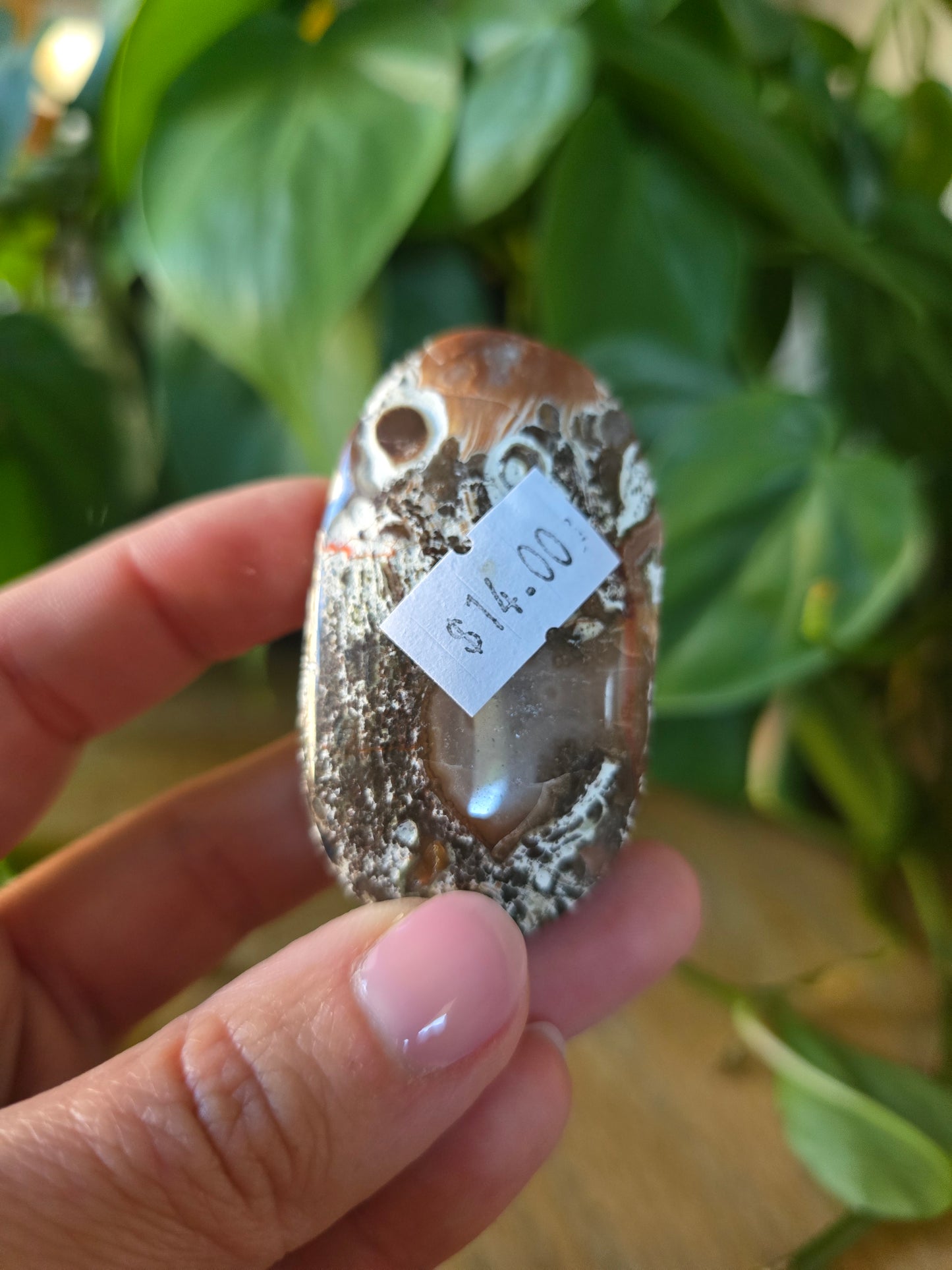 Money Agate Palm Stone