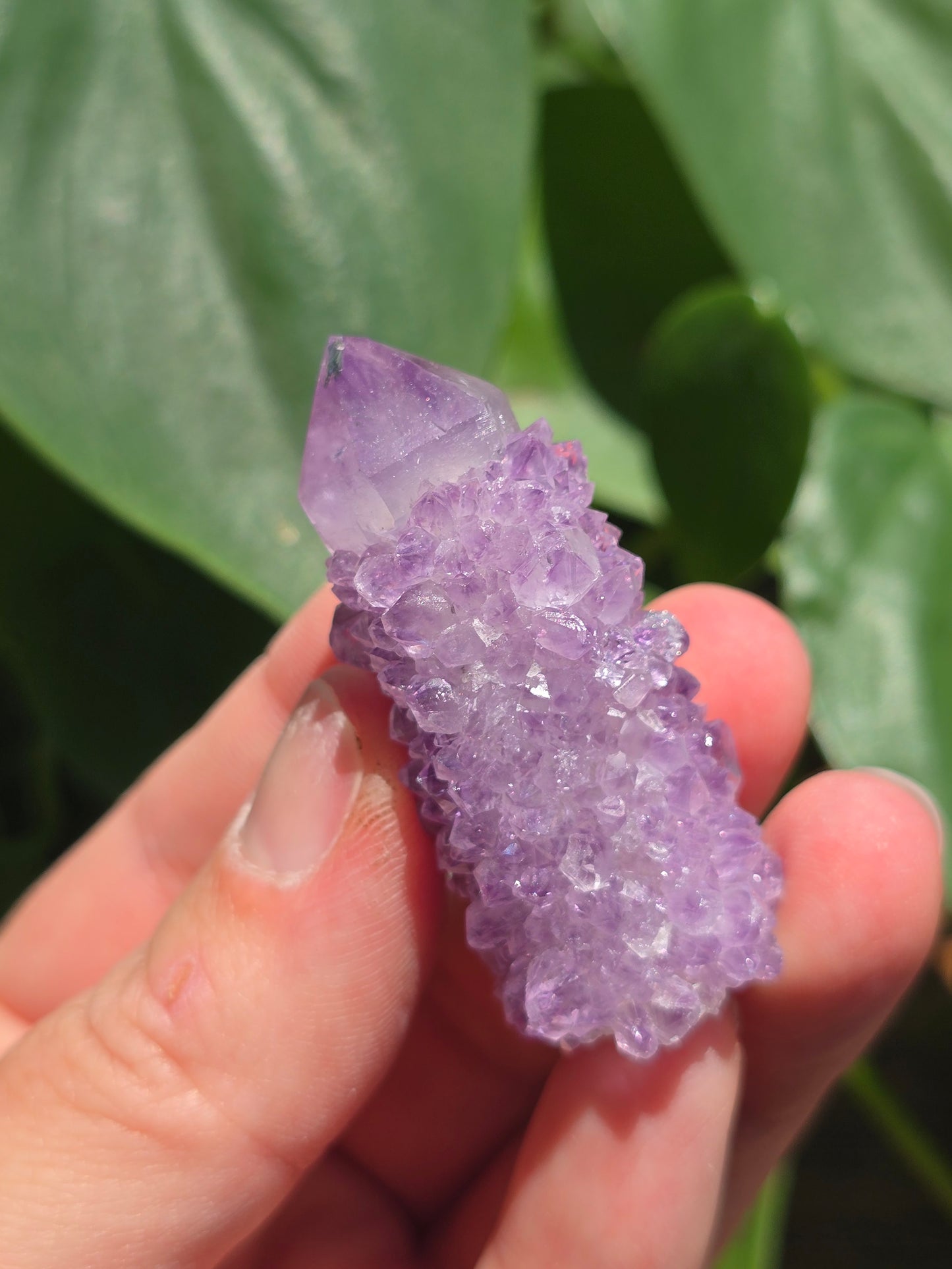 Amethyst Spirit Cactus Quartz Crystal Specimen "D"