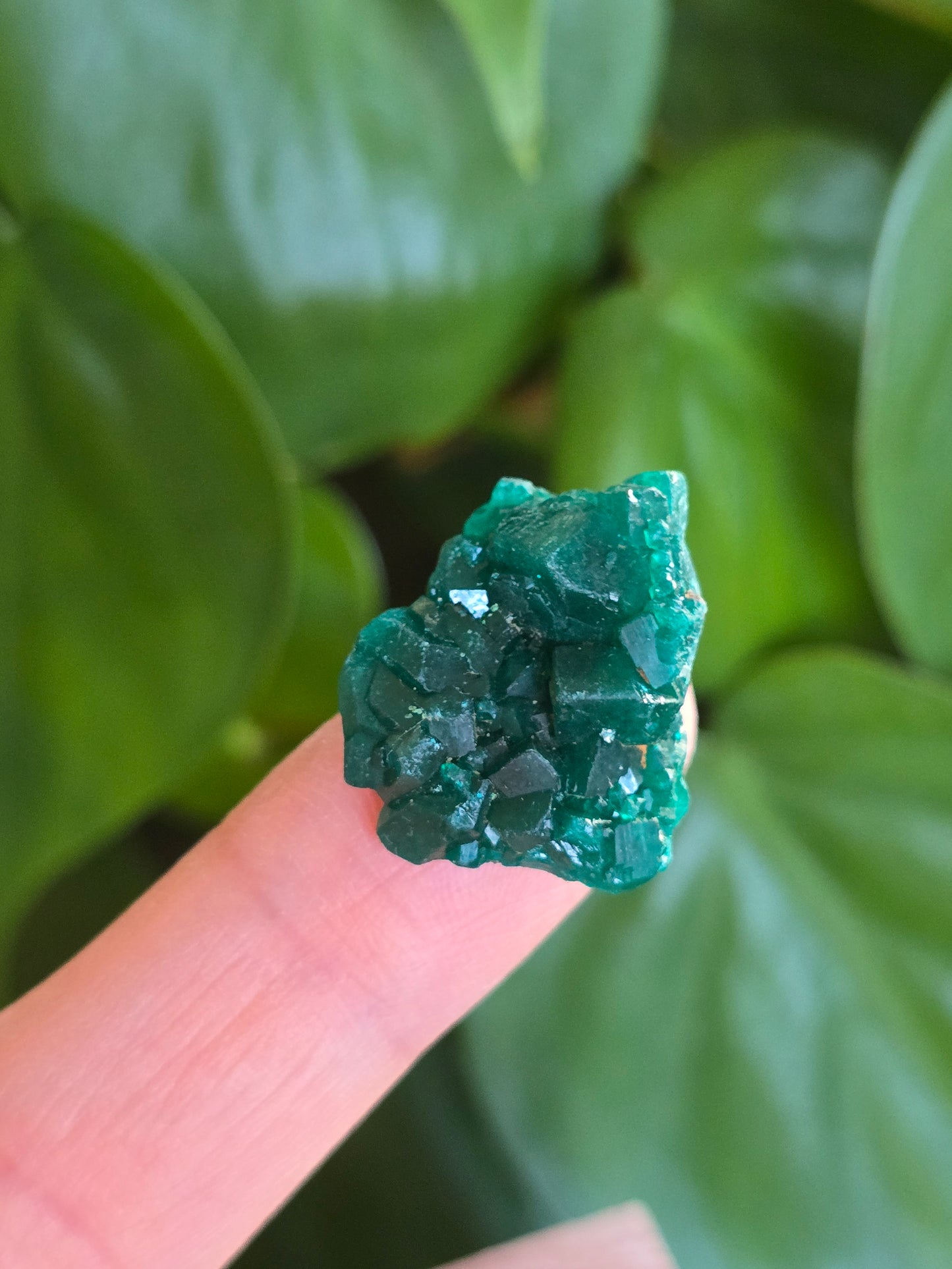 Dioptase Rough Specimen - Congo (4)