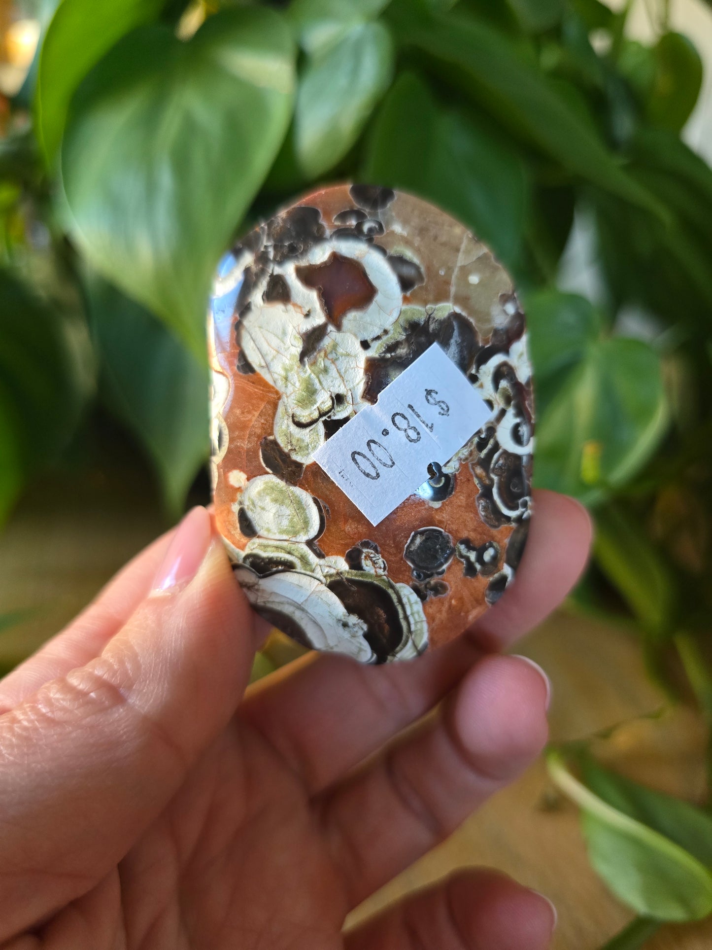 Money Agate Palm Stone