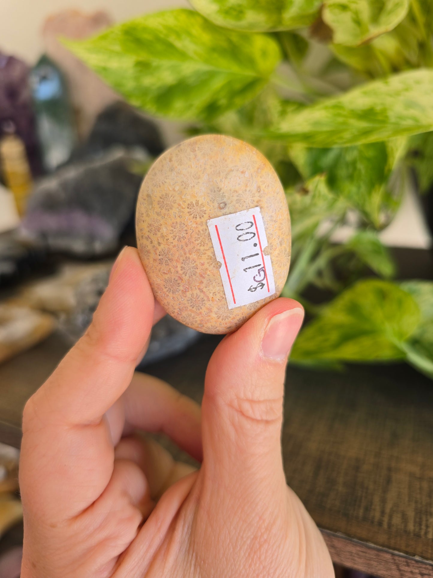 Fossilized Coral Palm Stone