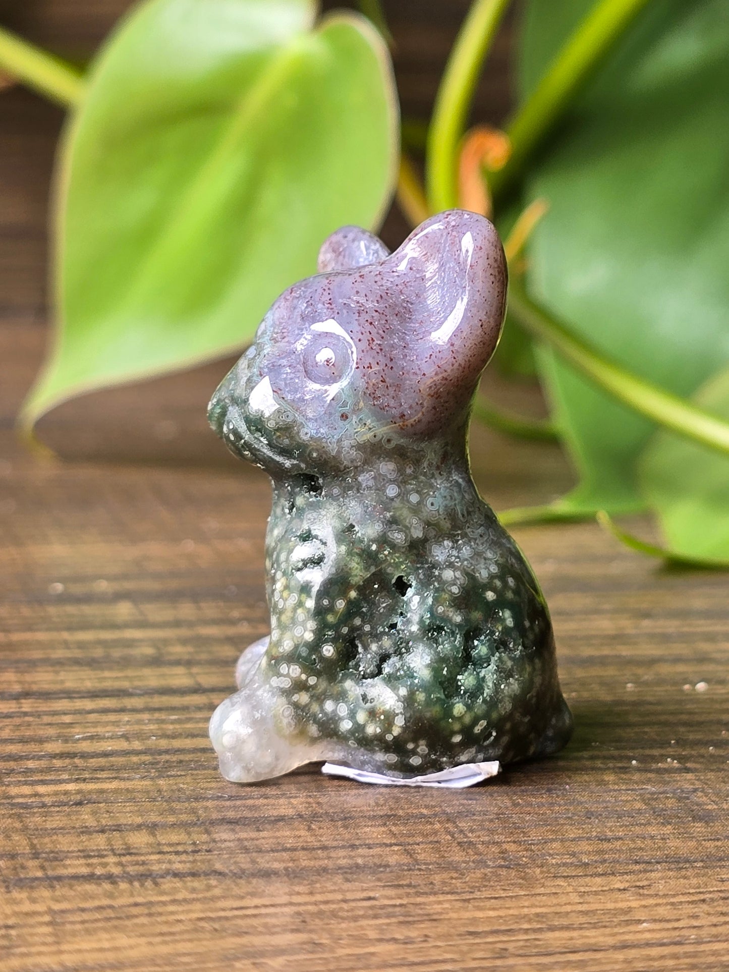 Jasper French Bulldog