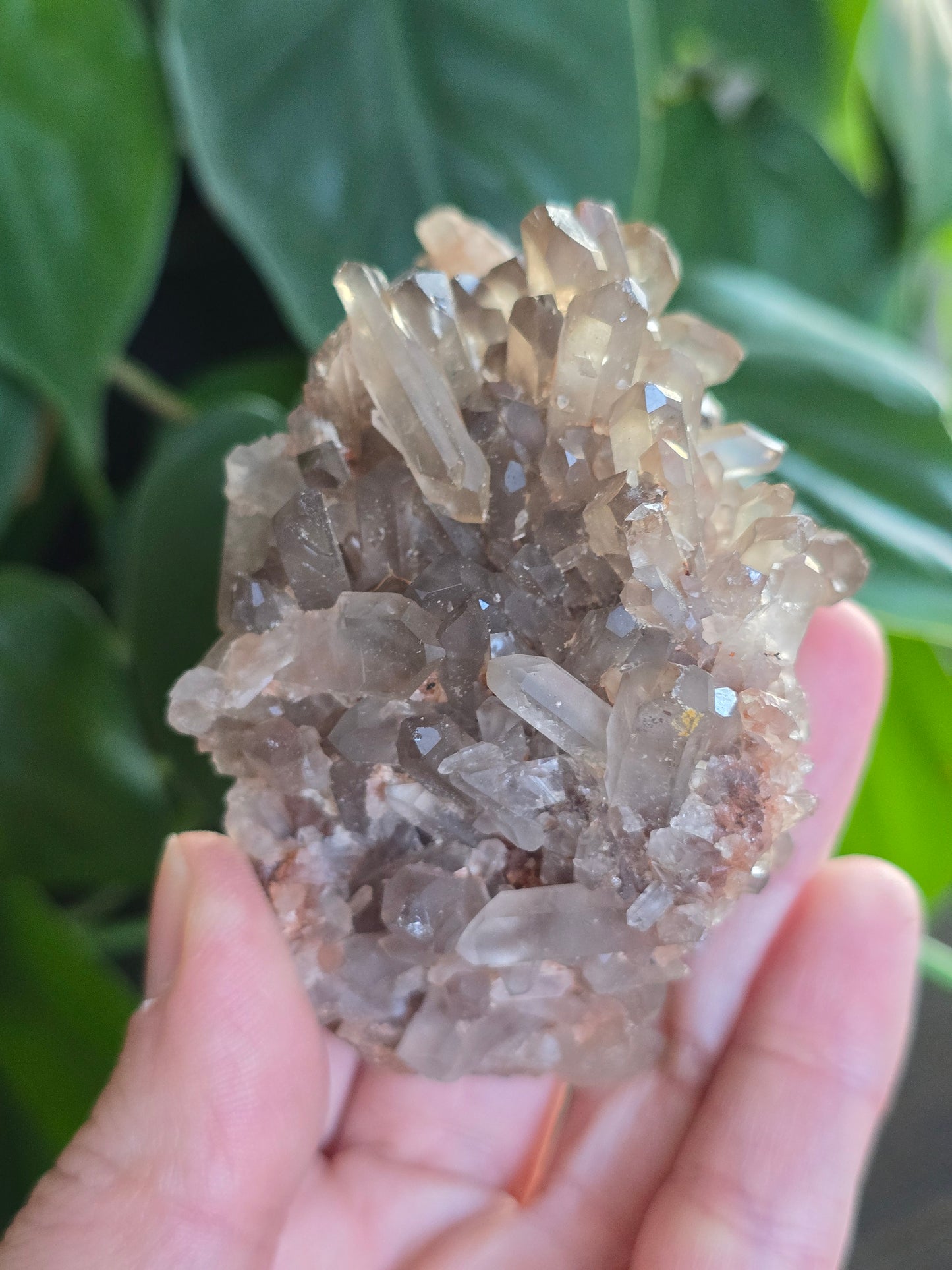 Smoky Quartz Cluster