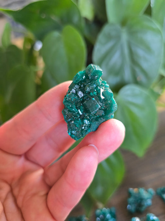 Dioptase Rough Specimen - Congo (26)