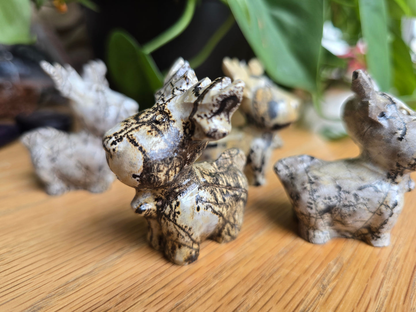 Picture Jasper Moose / Reindeer