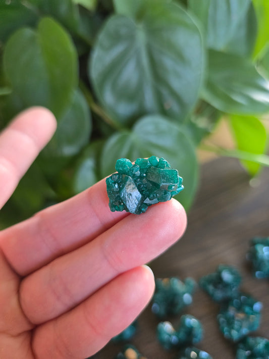 Dioptase Rough Specimen - Congo (28)