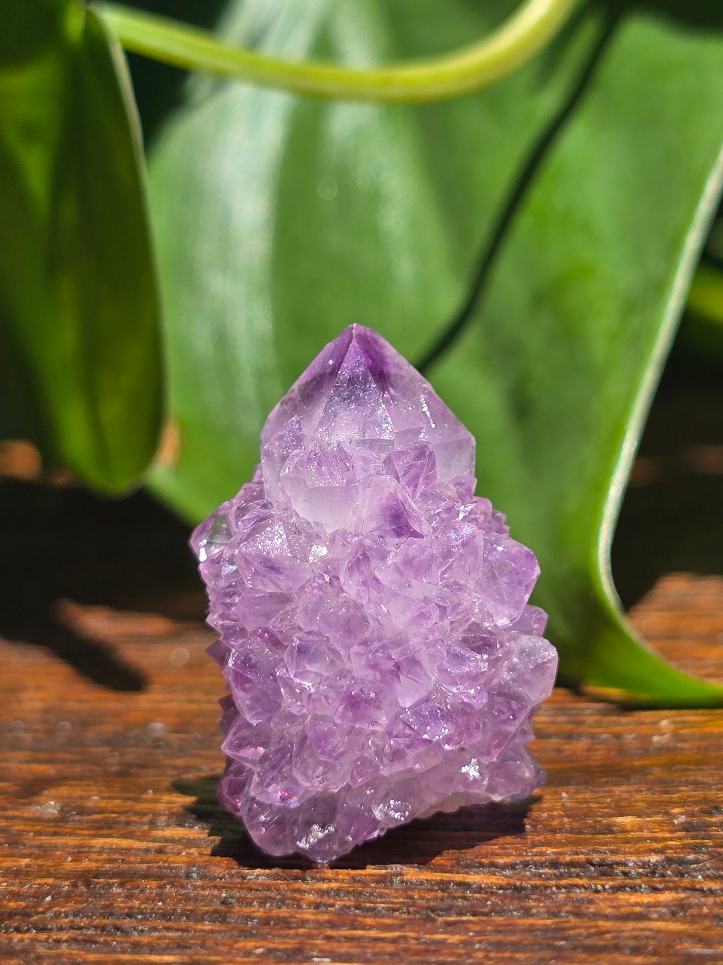 Amethyst Spirit Cactus Quartz Crystal Specimen "E"