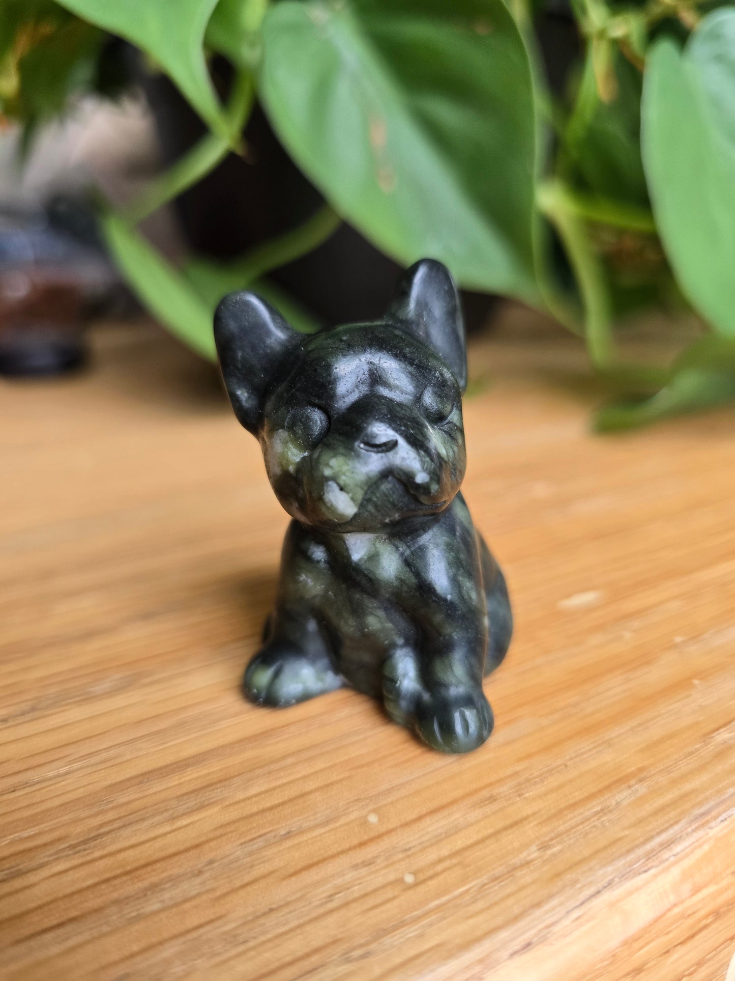 Serpentine French Bulldog