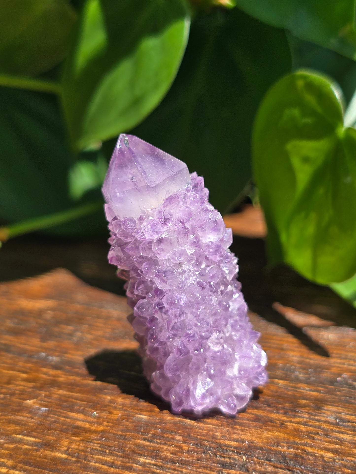 Amethyst Spirit Cactus Quartz Crystal Specimen "D"