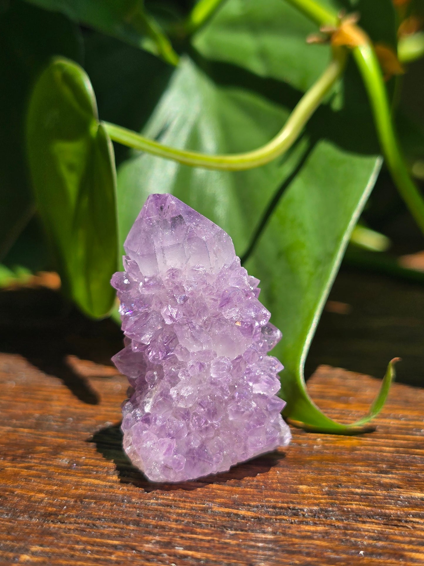 Amethyst Spirit Cactus Quartz Crystal Specimen "F"