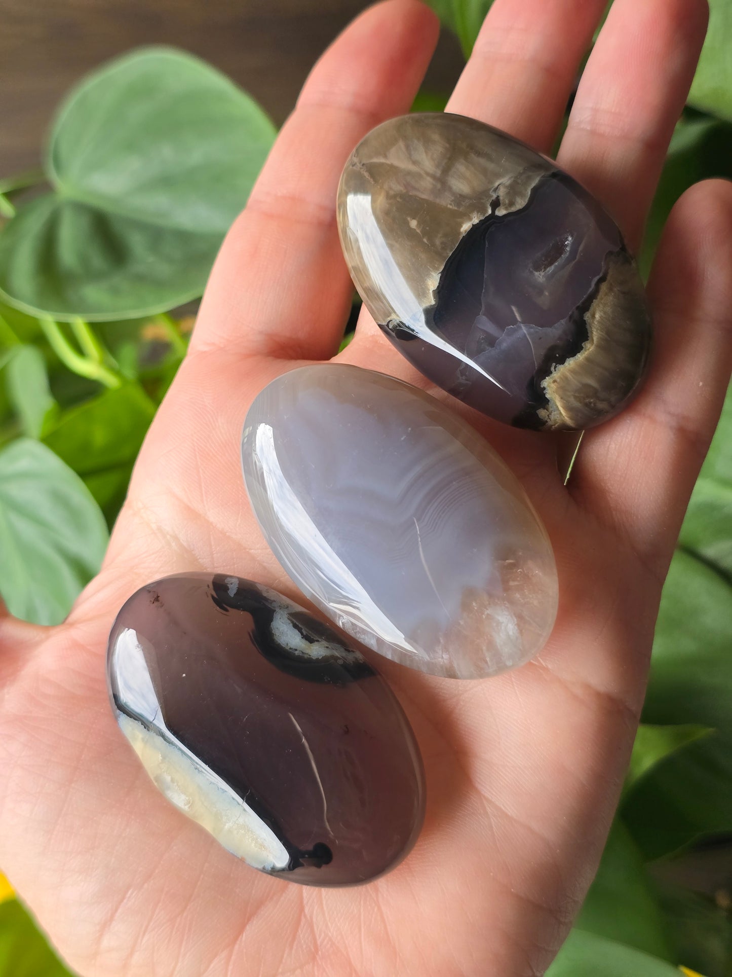 Volcano Agate Palm Stone