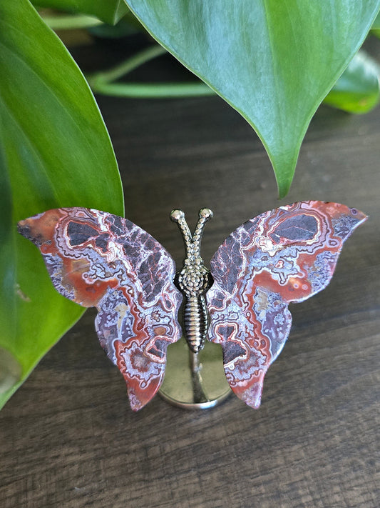 Money Agate Butterfly Wings