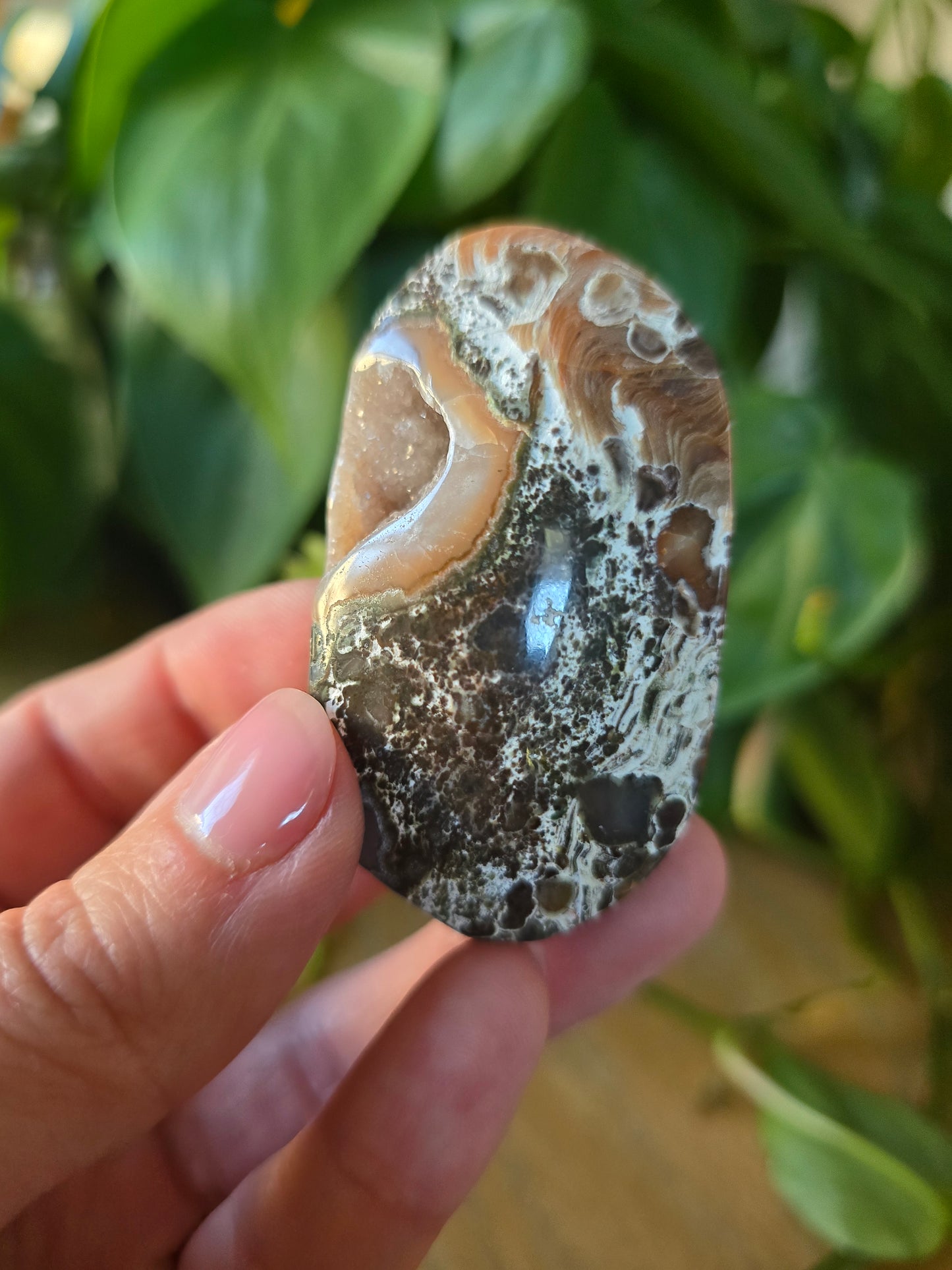 Money Agate Palm Stone
