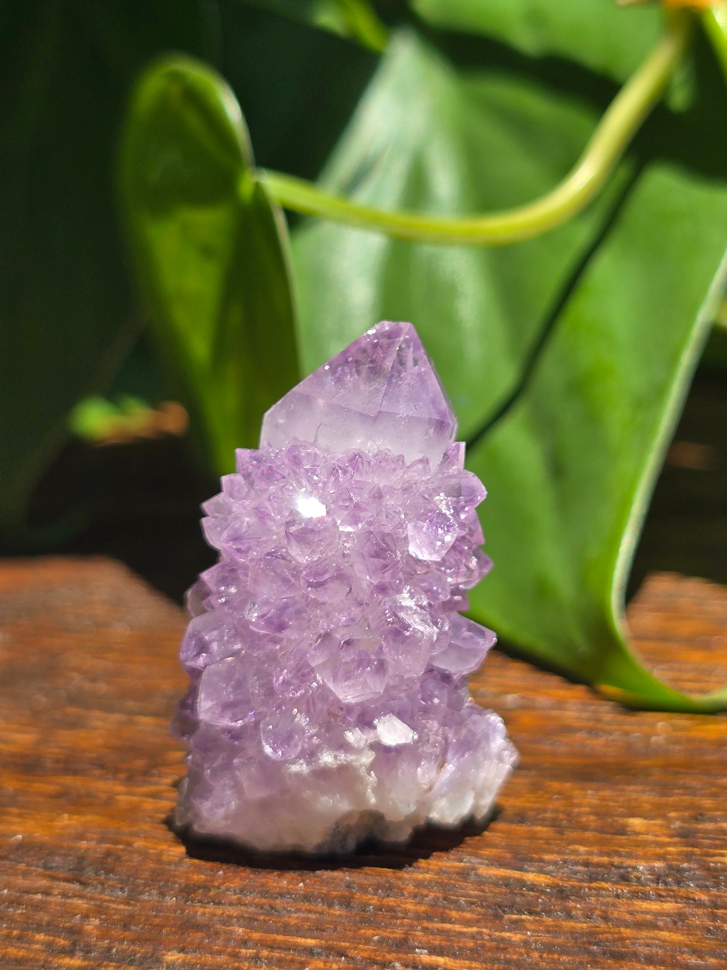 Amethyst Spirit Cactus Quartz Crystal Specimen "F"