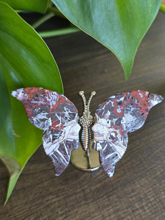 Money Agate Butterfly Wings