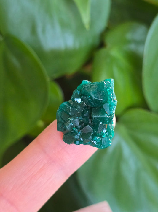 Dioptase Rough Specimen - Congo (4)