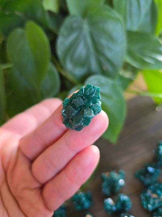 Dioptase Rough Specimen - Congo (38)