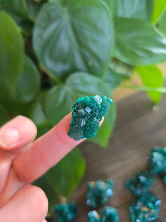 Dioptase Rough Specimen - Congo (32)