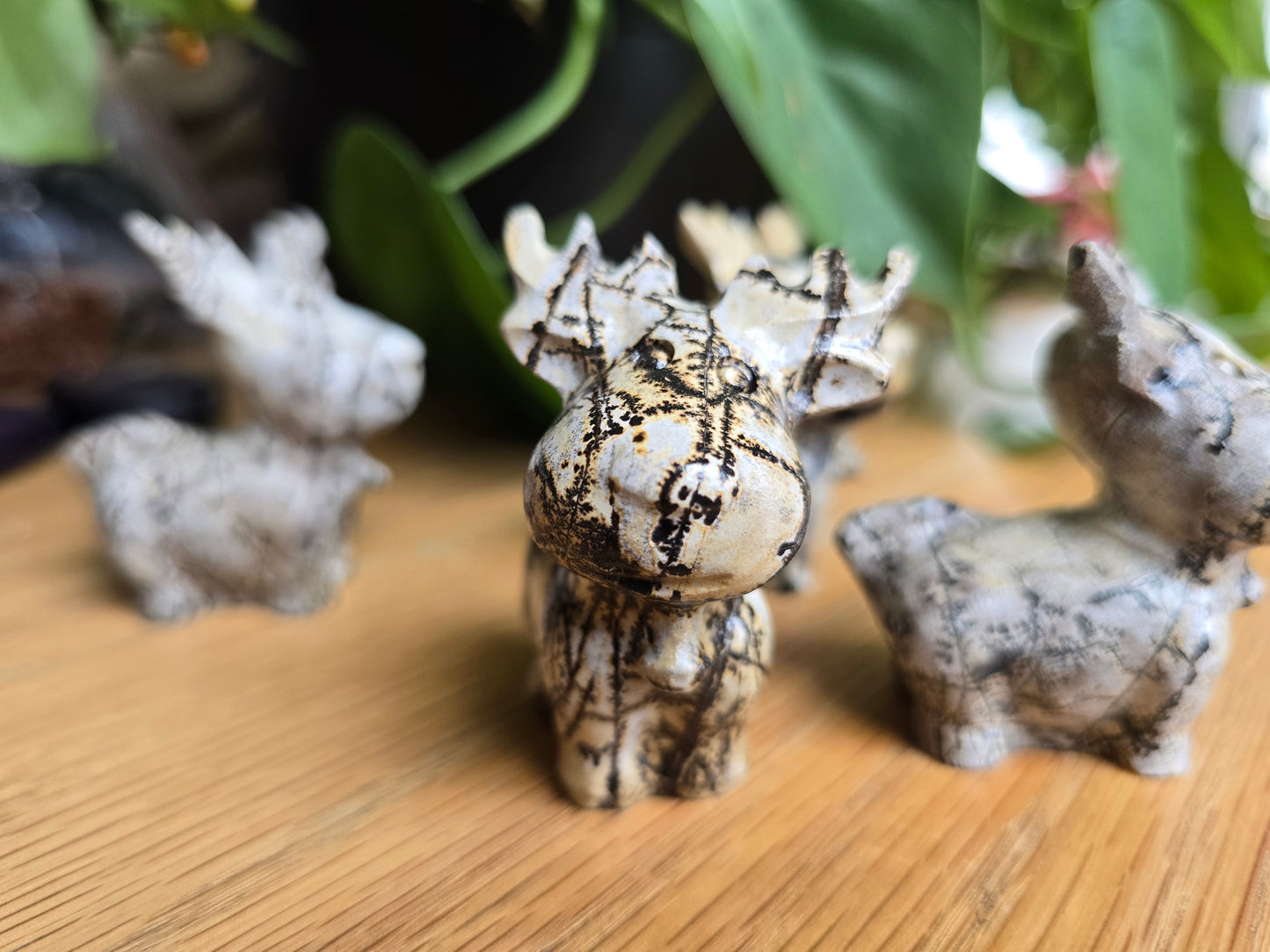 Picture Jasper Moose / Reindeer