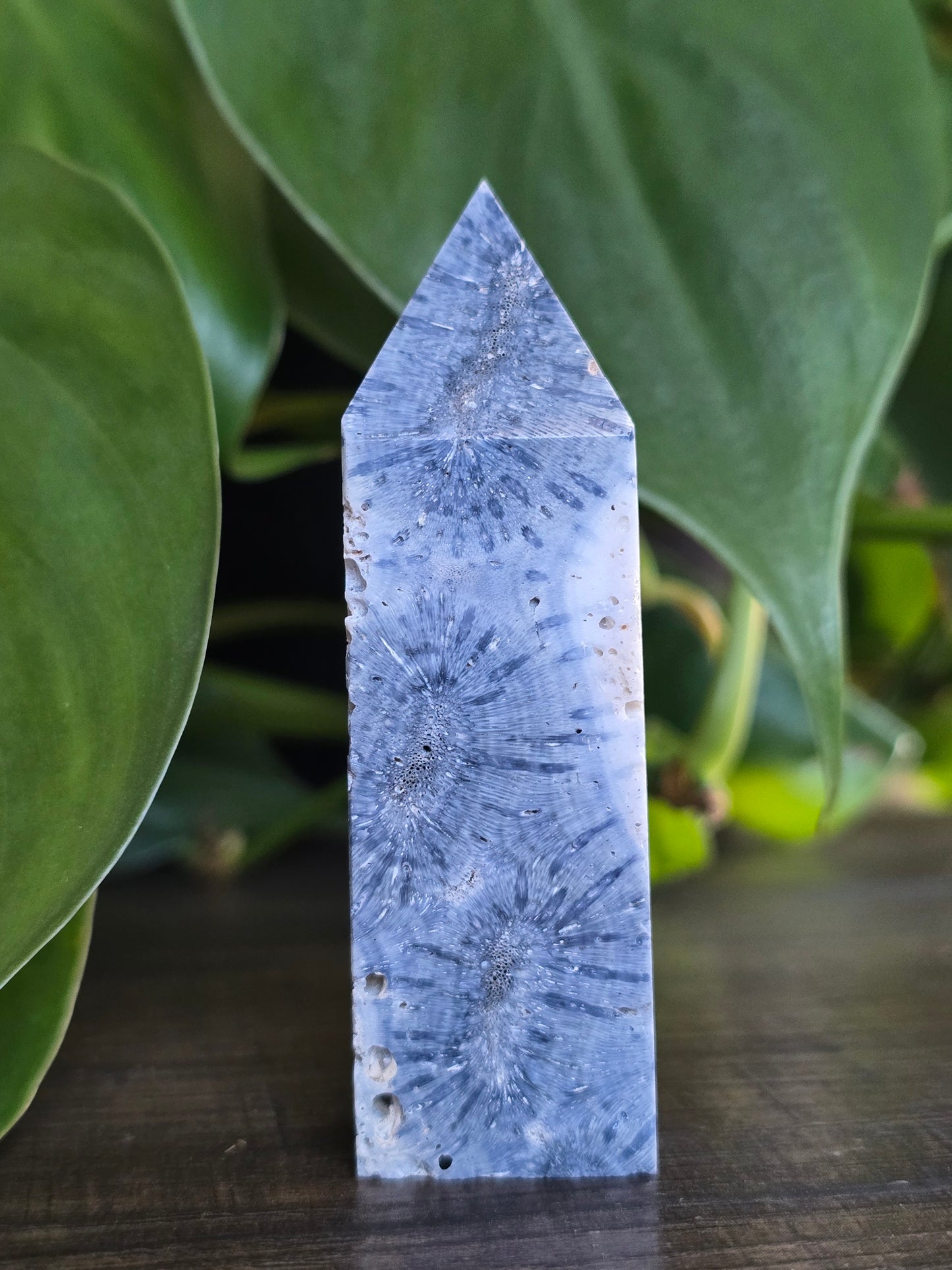 Fossil Coral Point