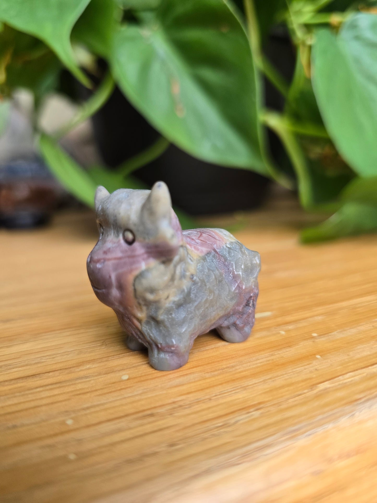 Picture Jasper Cow (Random Selection)