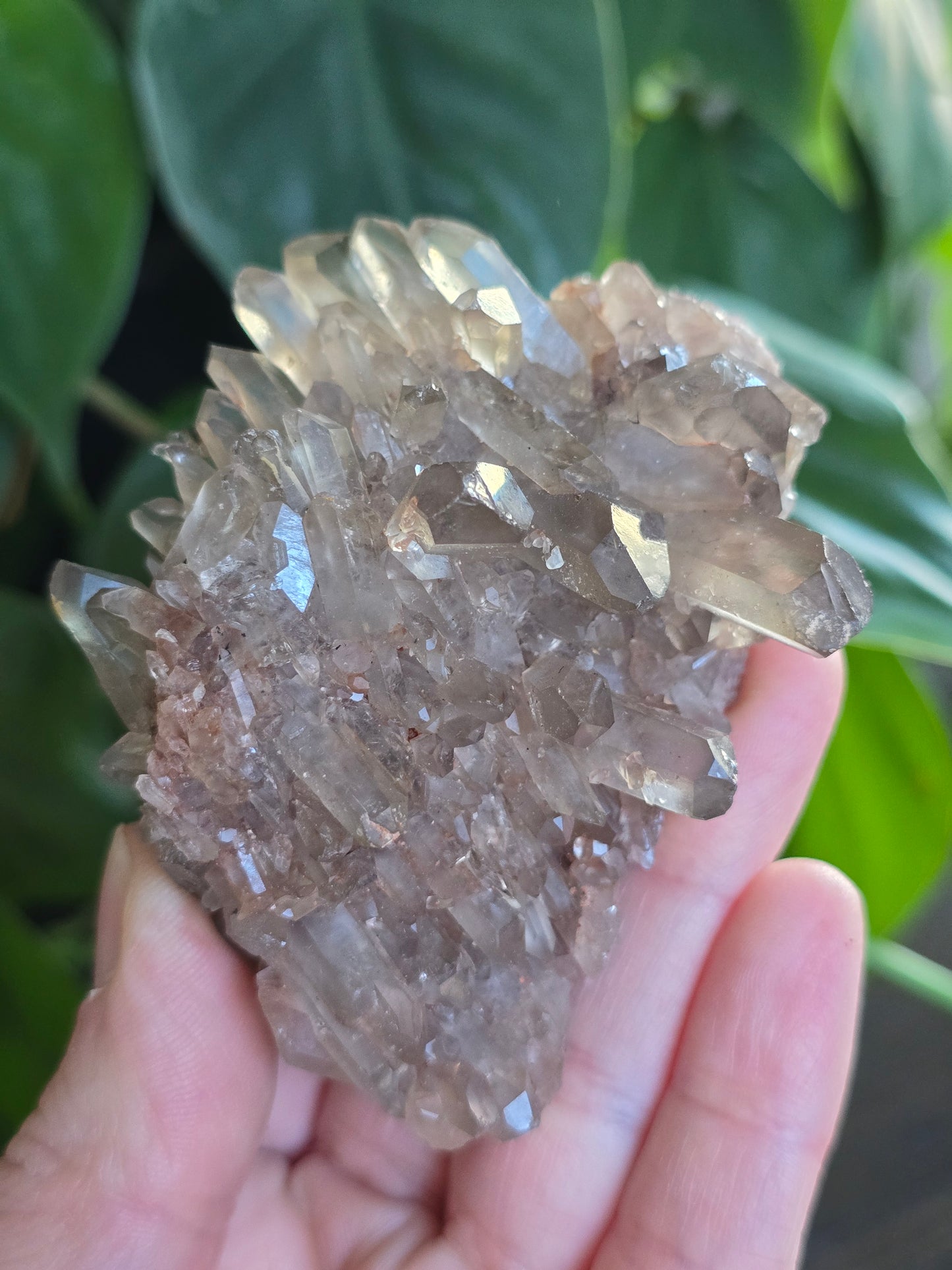 Smoky Quartz Cluster