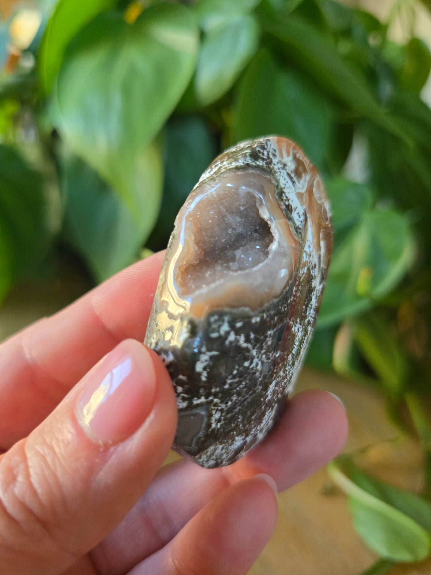 Money Agate Palm Stone