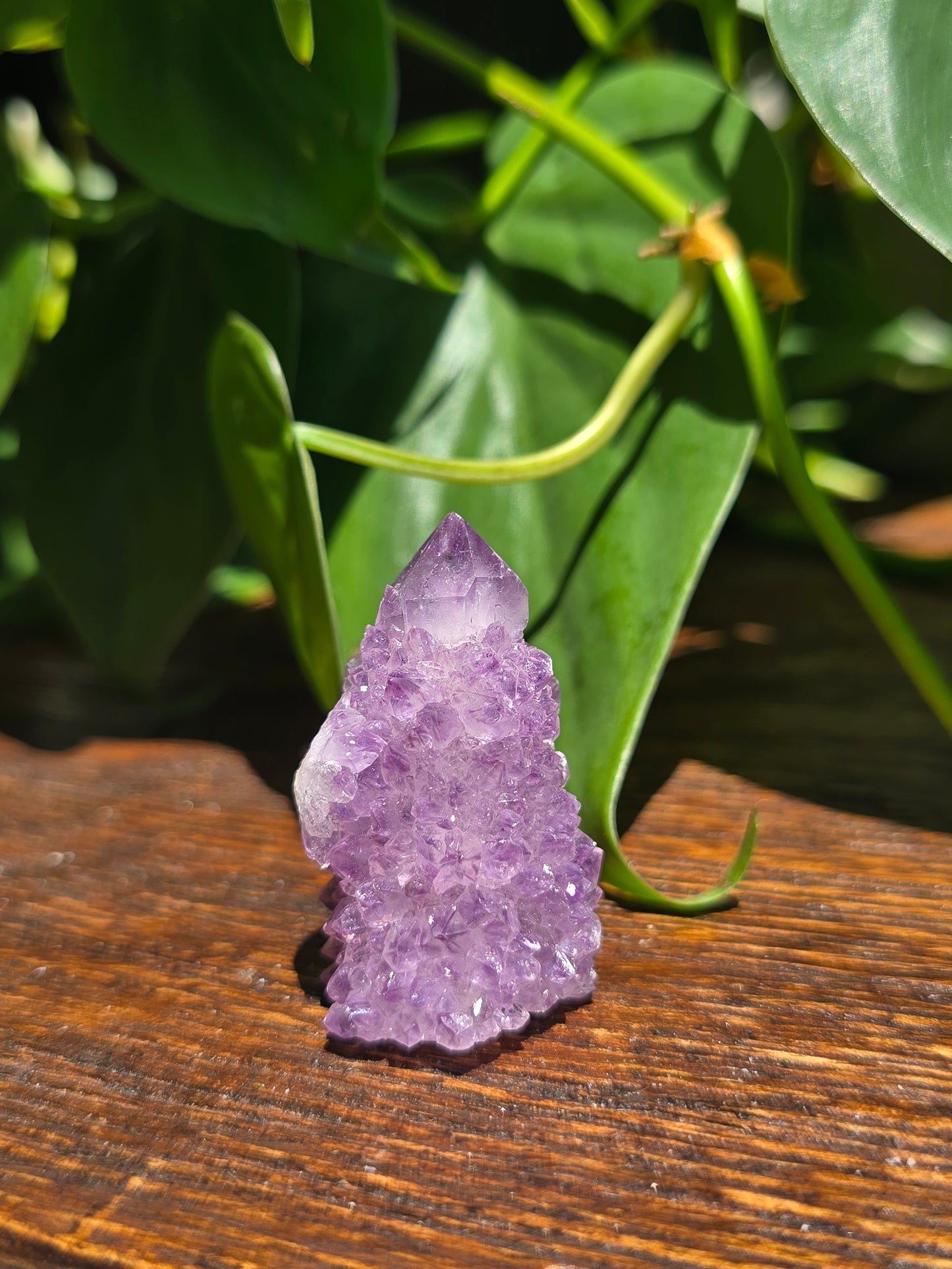 Amethyst Spirit Cactus Quartz Crystal Specimen "A"