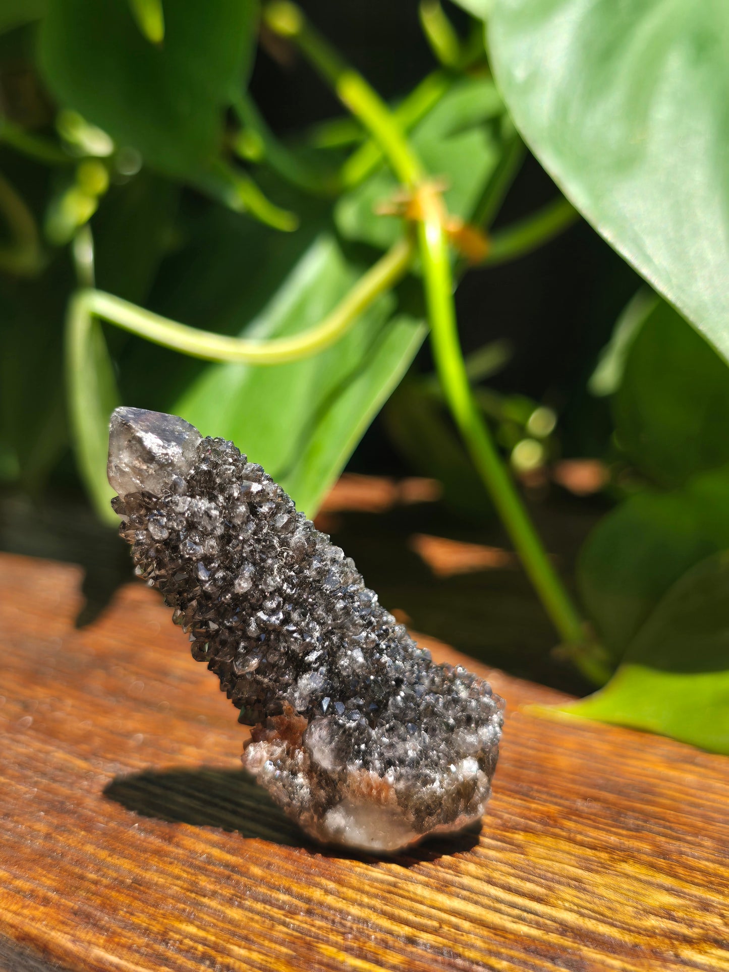Smoky Black Spirit Quartz Specimen "B"