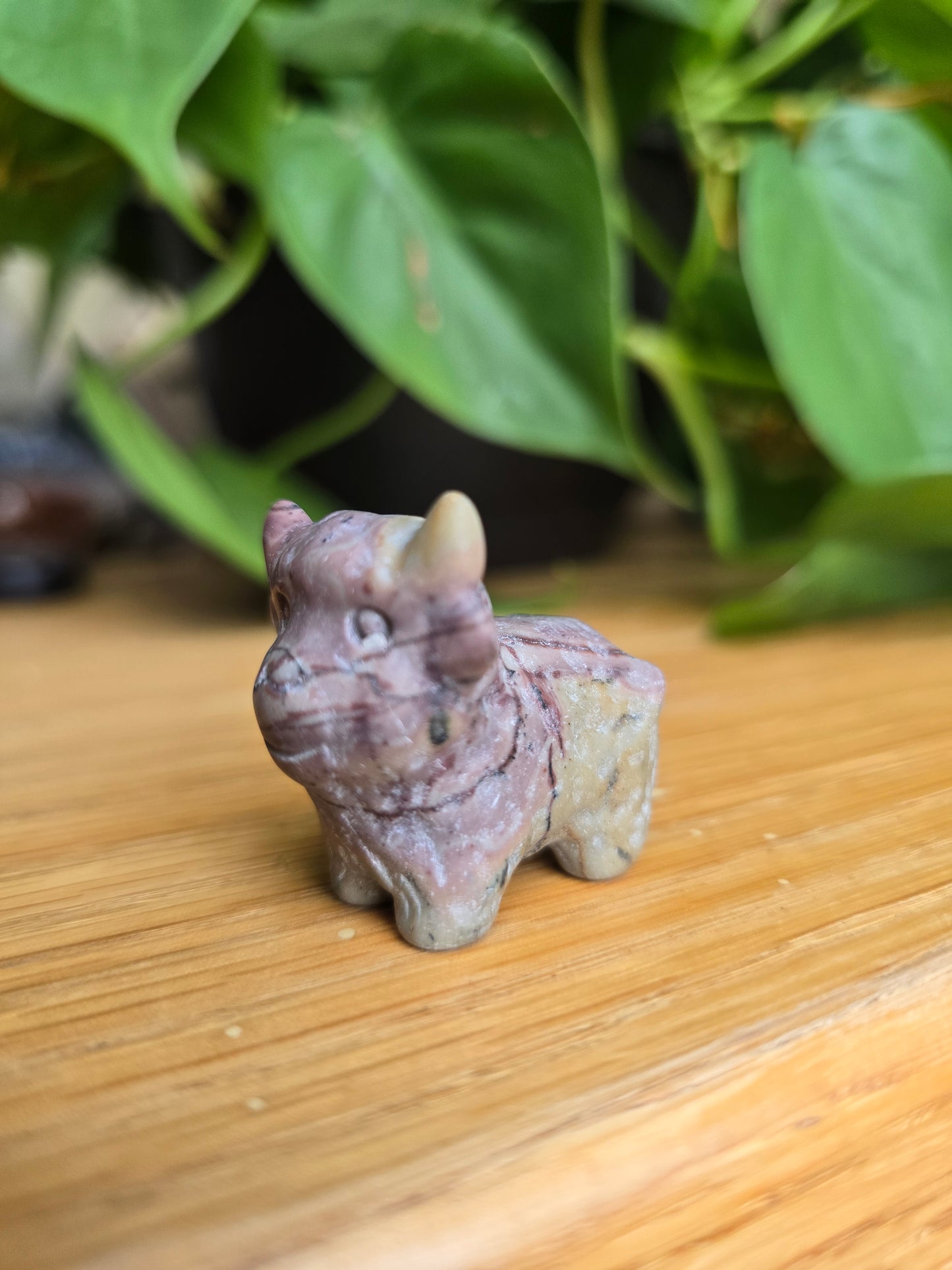 Picture Jasper Cow (Random Selection)