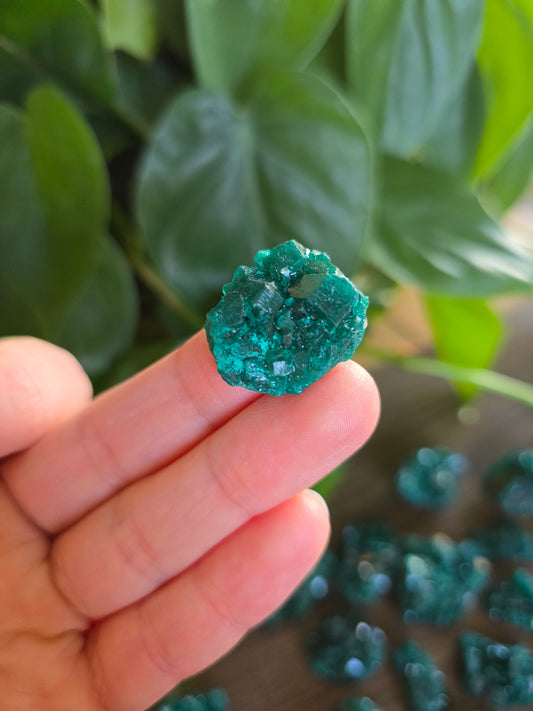 Dioptase Rough Specimen - Congo (12)