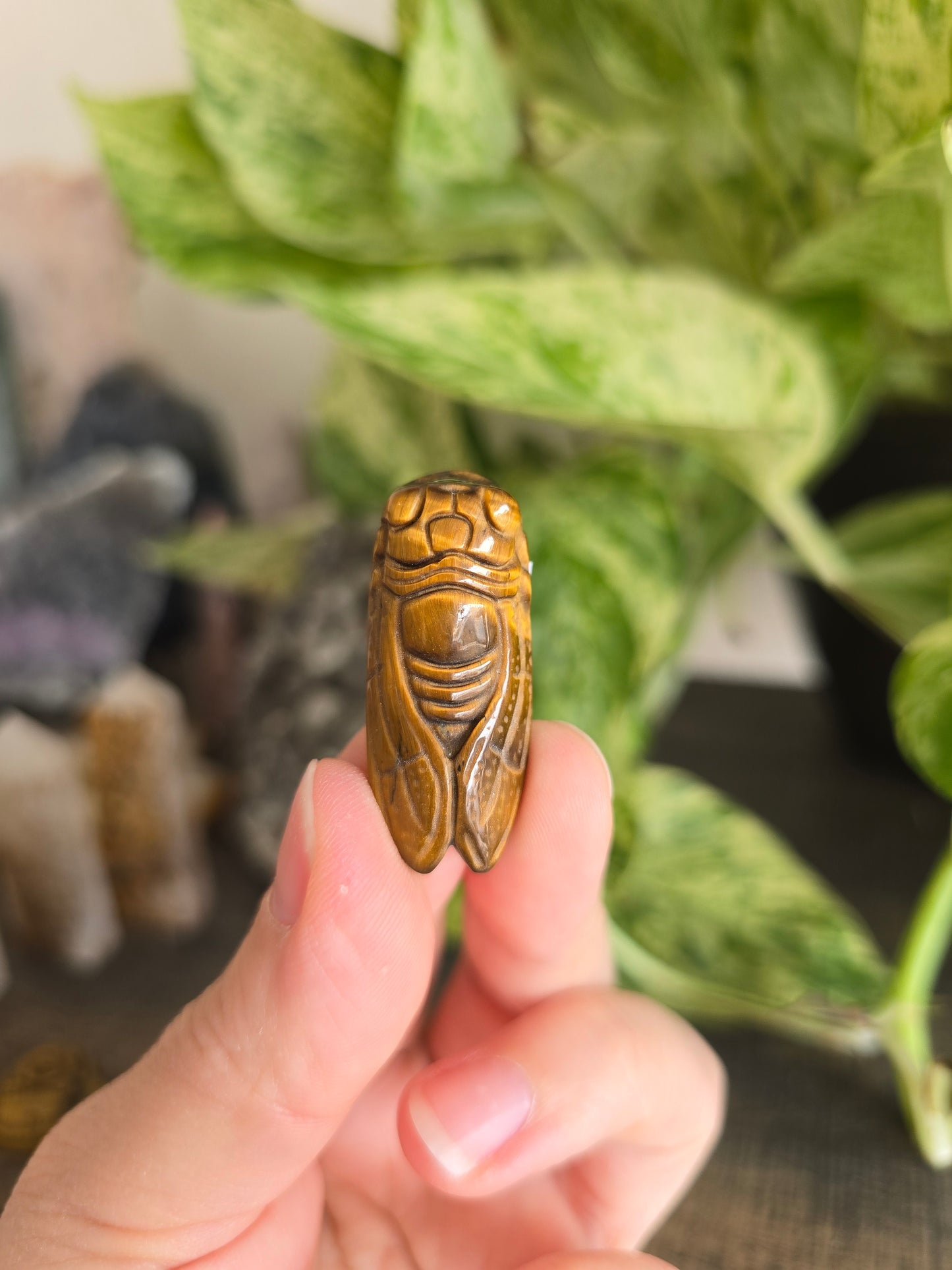 Tiger's Eye Cicada