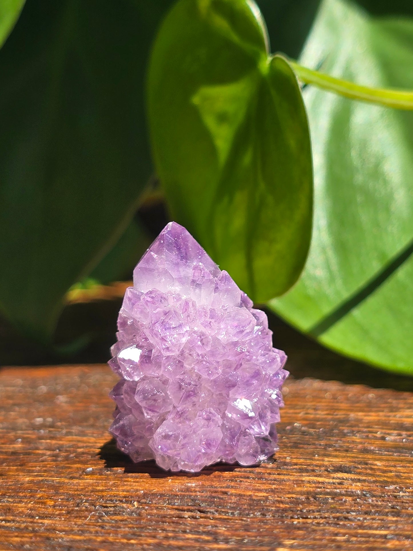 Amethyst Spirit Cactus Quartz Crystal Specimen "E"