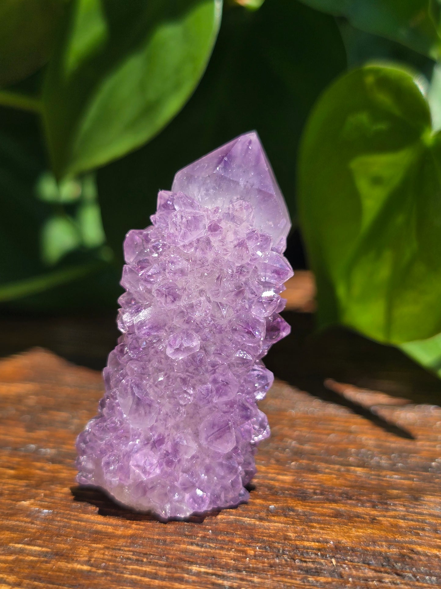 Amethyst Spirit Cactus Quartz Crystal Specimen "D"