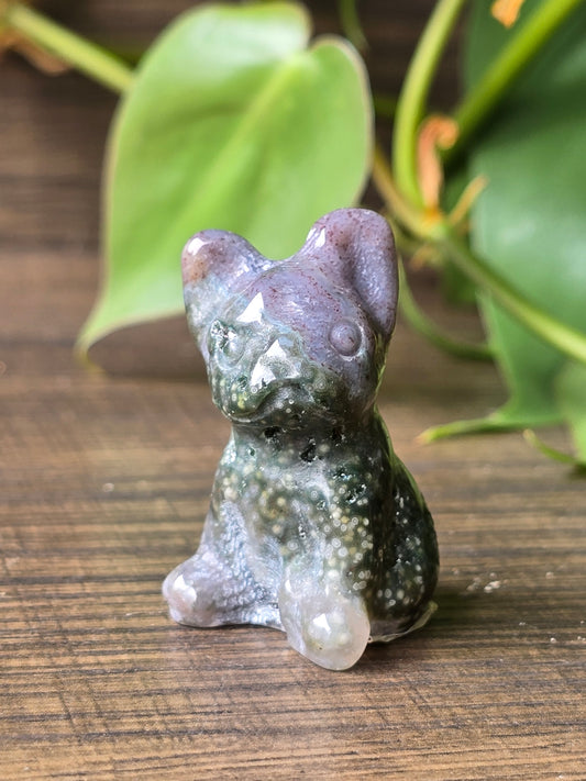 Jasper French Bulldog