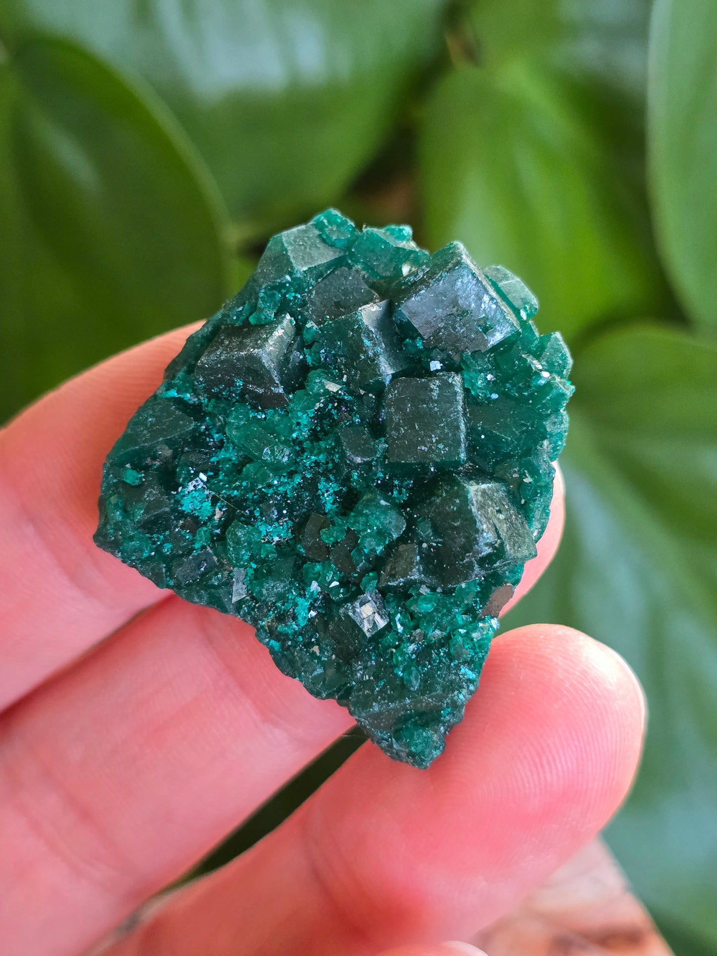 Dioptase Rough Specimen - Congo (6)