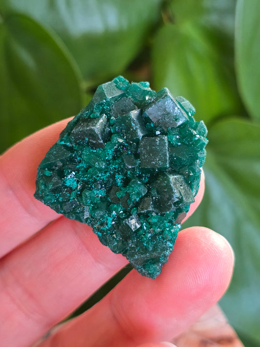 Dioptase Rough Specimen - Congo (6)