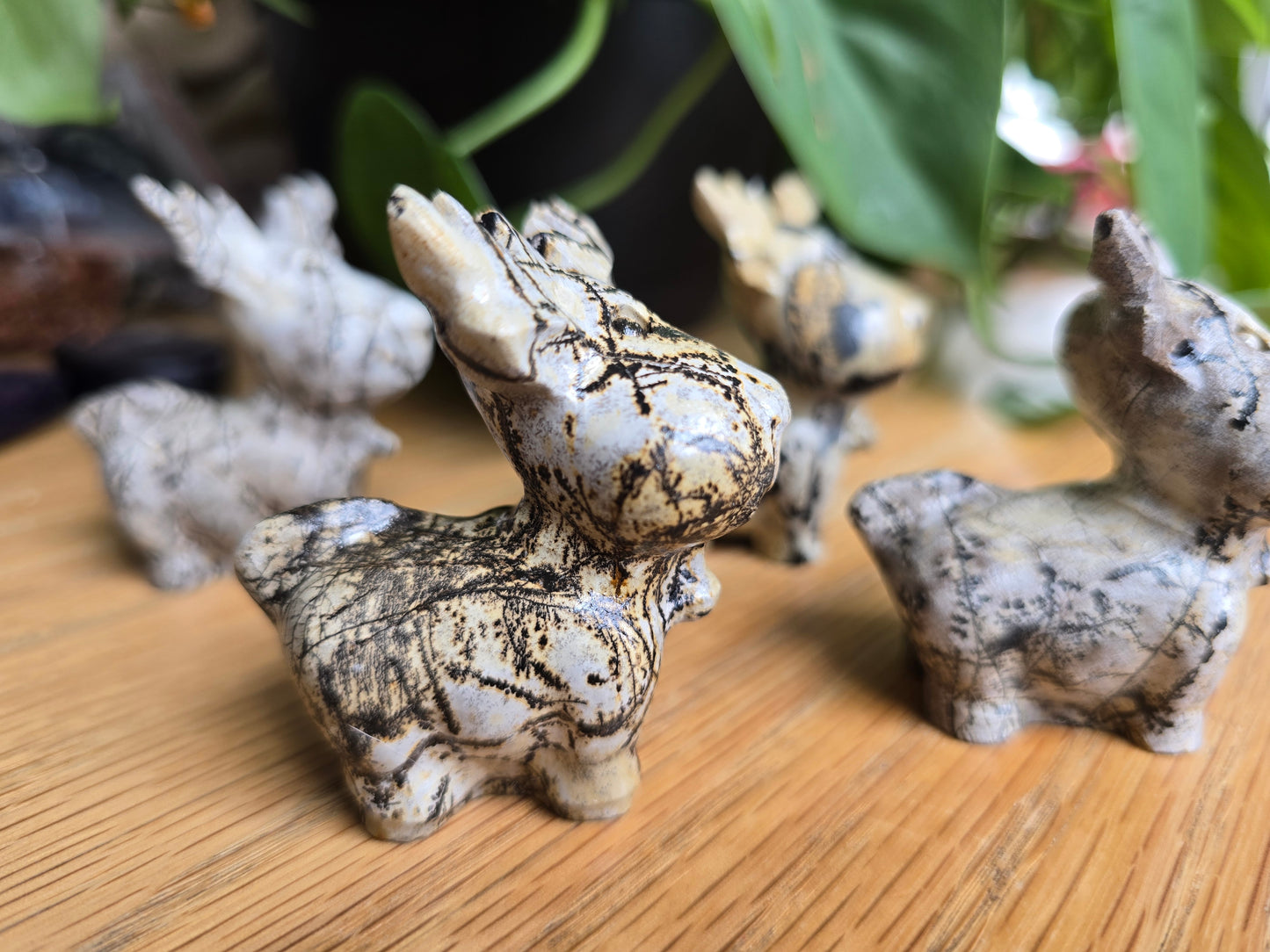 Picture Jasper Moose / Reindeer