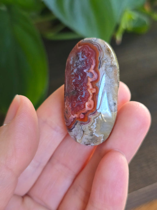 Red Mexican Crazy Lace Agate Palm Stone